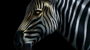 斑马特写 独特条纹与深邃眼眸