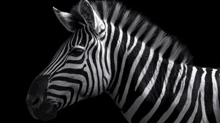 黑白斑马特写