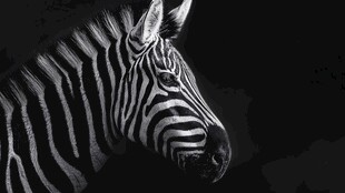 黑白斑马特写
