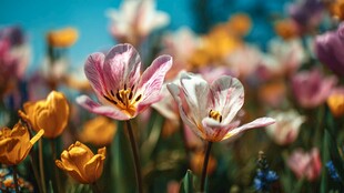 多彩郁金香绽放的美丽画面