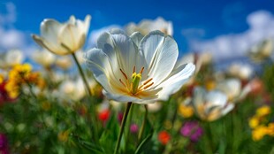 春日绽放的美丽白花朵