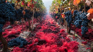 秋日葡萄园的浪漫景致