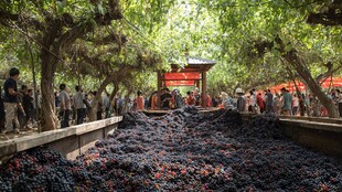 古树下人群聚集热闹场景