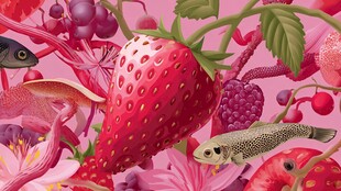 梦幻草莓与鱼的奇幻世界