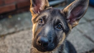 可爱德国牧羊犬幼犬特写