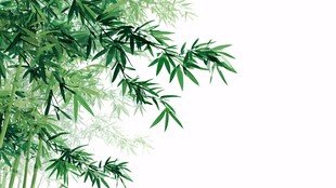 翠绿竹叶 清新自然之景