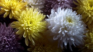 多彩菊花绽放美丽瞬间