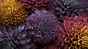 多彩菊花绽放美丽瞬间