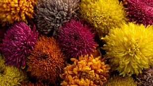 多彩菊花绽放美丽瞬间