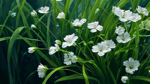 清新白花绽放于绿草间