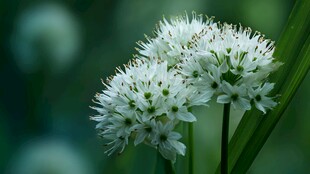 洁白葱兰花绽放于绿野