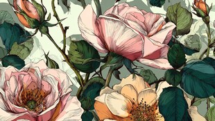 复古风手绘盛开的玫瑰花