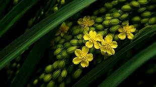 绿叶间的黄色小花绽放