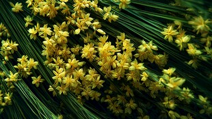 金黄小花簇拥的清新景致