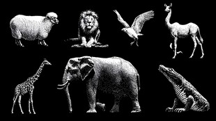 多样野生动物黑白剪影图