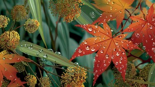 雨后枫叶与植物的清新景致