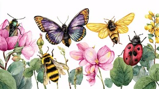 花卉丛中的多彩昆虫世界