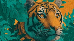 丛林中的斑斓猛虎