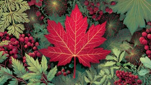 红枫叶与浆果的自然美景