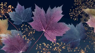 梦幻秋叶背景图