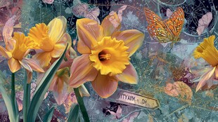 春日水仙与蝶的梦幻图景