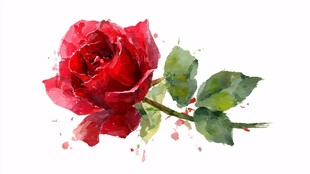 水彩红玫瑰 清新艺术花卉