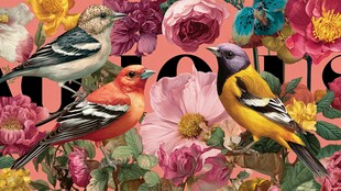 花鸟共绘的绚丽自然图景