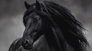 黑马奔腾 尽显飒爽英姿