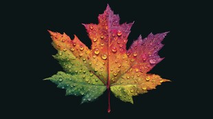 五彩枫叶上的晶莹水珠