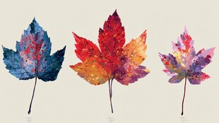 水彩绘三色枫叶之美