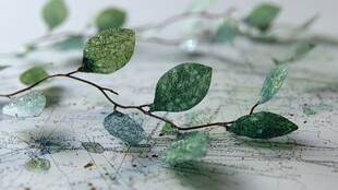 晶莹绿叶树枝置于图纸上