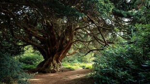 古老巨树盘踞林间小道