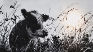 夕阳下的牛在草丛中