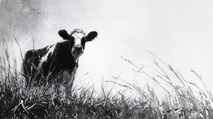 黑白牛立草丛中