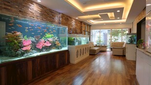 室内大型精美观赏水族箱
