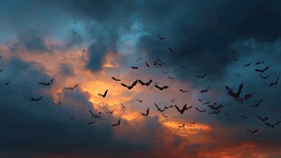 黄昏下群鸟翱翔的壮丽景象