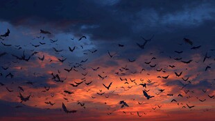 夕阳下群鸟翱翔的壮丽景象