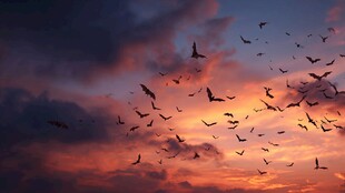 夕阳下群鸟翱翔的壮丽景象