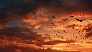 夕阳下群鸟翱翔的壮丽景象