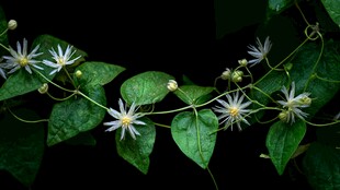 藤蔓白花绿意盎然的景致