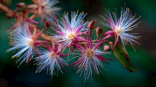 粉色绒花绽放的美丽瞬间