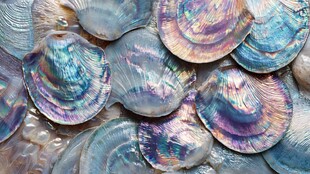 五彩斑斓的美丽贝壳集合