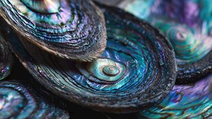 绚丽多彩的贝壳纹理特写