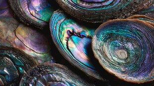 多彩炫丽的贝类贝壳特写