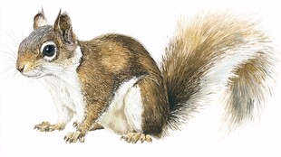 可爱松鼠插画