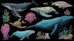 海洋生物插画 鲸与珊瑚等
