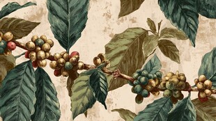 手绘咖啡树枝叶果实图案