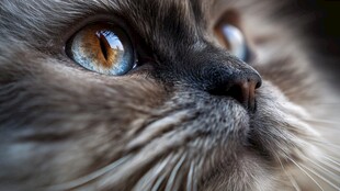 特写 猫咪迷人双眸