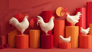 红色背景下的立体公鸡展示