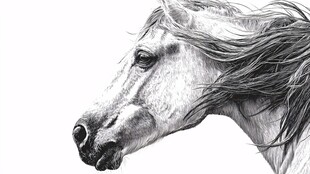 奔腾骏马头部黑白素描